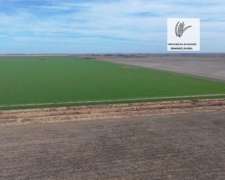 Venta- 100 Has Agricolas