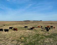 Pcia. de Buenos Aires - Maipu 1854 Has