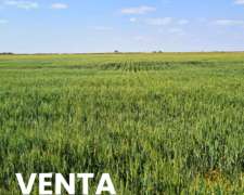 Se Vende Campo Agricola en Zona Diego de Rojas