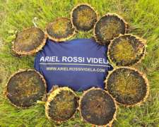 2500 Ha Agricolas SUR de Villa Mercedes