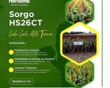 Sorgo Granifero Hersems Hs 26