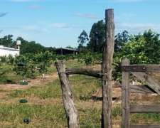 Campo y Casa en Venta, y Plantación de Limones. Bella Vista