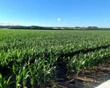 Campo Agricola de 120 Hectáreas