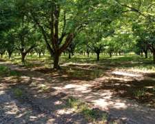 Gualeguay, Entre Ríos - 7,5 Ha