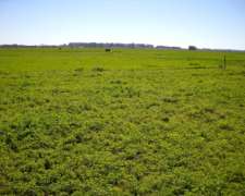 436 Has. en Venta - Santa Lucia, San Pedro - Buenos Aires.