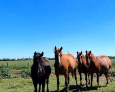 2 Petisos y 2 Petisas