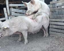 Busco Trabajo Cualquier Trabajo