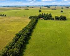 Martin Colman, Rauch, Buenos Aires - 550 Ha
