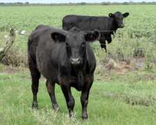 170 Ha Ganaderas. Departamento Nogoyá