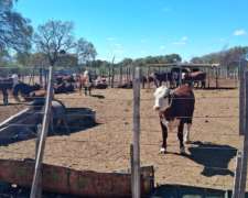 Campo Ganadero San Camilo, en la Rioja, 10493 Hectáreas
