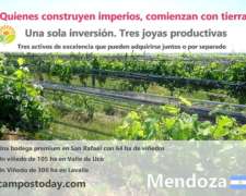 Bodega Premium en Mendoza, Viñedos, Pistacho, Nogales