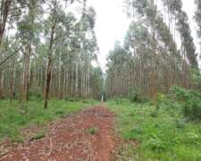 Gdor. Virasoro - 1458 Ha - Corrientes