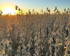 Campo Agricola 100% Sojero Santiago del Estero