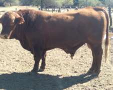 Toros Brangus Colorados-san Javier-santa FE