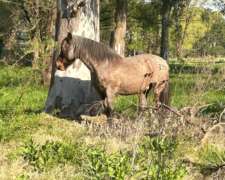 Caballo Manso de Andar