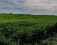 623ha Agrícola-ganaderas Entre Macachín y Anchorena