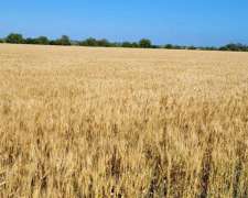 Campo Agrícola en Dto. Uruguay, Entre Ríos