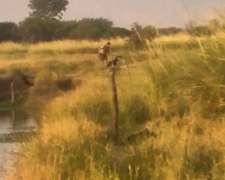 Vendo Campo Ganadero - 400 HTS - Dueño