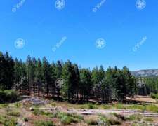 Campo en Venta, 312 Has, Bariloche, Forestadas.