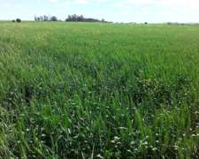 Campo Mixto 850 Hectáreas