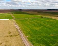 230 Has en Gral. Belgrano, Buenos Aires - Ganadero - Venta