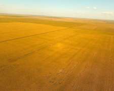 Campo en el Fortin, Córdoba 115 Has en Venta