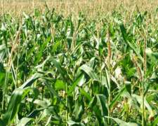 Vendo: 484 Has. Agric. 25 de Mayo.