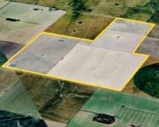 Agricultura 215 Has Zona Norte Prov. Bs.ss