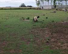 Liquido Primer Oferta Razonable. 19 Obejas, con Fardos,