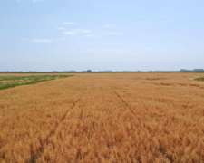 Pcia de Buenos Aires - Saladillo 620 Has