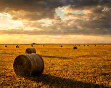 Rollos de Avena y Alfalfa Nuevos 2025
