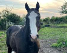 Vendo Caballo Manso de Andar. de Buen Físico y Estatatura.