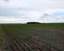 121 Hectáreas Agrícolas En San Pedro