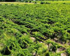 Finca En Venta 3 De Mayo, 4hectareas.