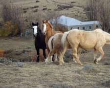 Campo 10.040 Has Calafate Santa Cruz Patagonia Argentina