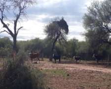 Ayacucho -1496 HA- San Luis