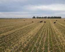 Campo En Venta De 166 Has En Carlos Tejedor. Mixto