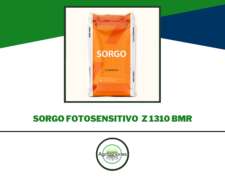 Sorgo Fotosensitivo Bmr Z 1310