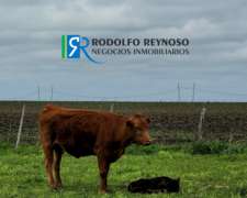 50 Ha. En Agrícolas - Ganaderas