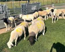 Carneros Dorper( White y Black)