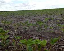 121 Hectáreas Agrícolas en San Pedro