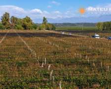 46 Has. Finca con Viñedos en Luján de Cuyo, Mendoza