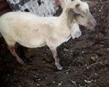 Vendo Majada de Ovinos