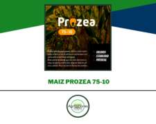 Semilla De Maiz Prozea 75-10 - Semillero Produsem