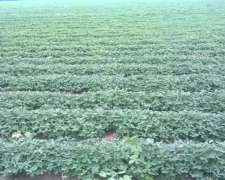 250 Has en Monte Ralo Cordoba