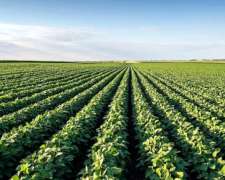 100 Hectareas / Suelo 1 / 100 % Agricola / USD 19.500 /