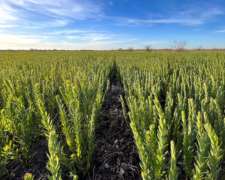 Arrendamiento Campo Ganadero en Sauce Corrientes