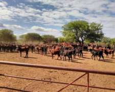 Vende Excelente Campo Ganadero