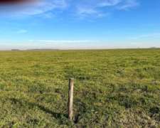 Campo 250 Ha Mixtas Venta Saladillo