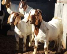 Chivos Boer Puros de Pedrigue